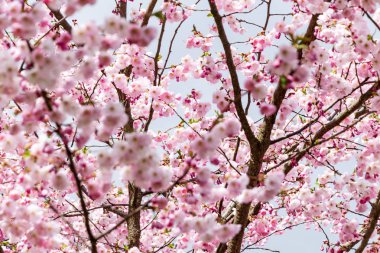 Sakura Çiçeği ya da Kiraz Çiçeği Güzel Doğa Arkaplanı