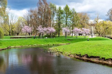 Sakura Çiçeği ya da Kiraz Çiçeği Güzel Doğa Arkaplanı