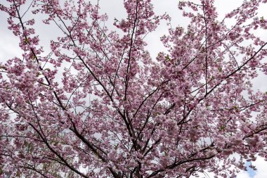 Sakura Çiçeği ya da Kiraz Çiçeği Güzel Doğa Arkaplanı