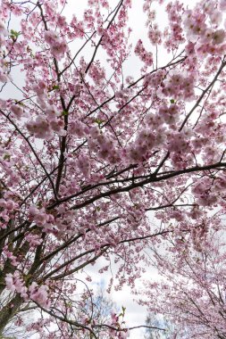 Sakura Çiçeği ya da Kiraz Çiçeği Güzel Doğa Arkaplanı