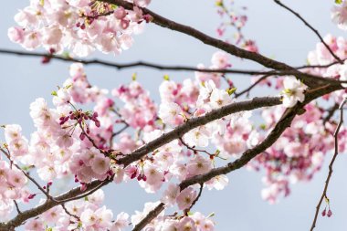 Sakura Çiçeği ya da Kiraz Çiçeği Güzel Doğa Arkaplanı