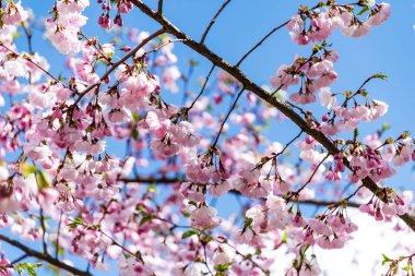 Sakura Çiçeği ya da Kiraz Çiçeği Güzel Doğa Arkaplanı
