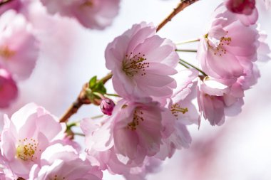 Sakura Çiçeği ya da Kiraz Çiçeği Güzel Doğa Arkaplanı