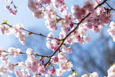 Sakura Çiçeği ya da Kiraz Çiçeği Güzel Doğa Arkaplanı