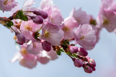 Sakura Çiçeği ya da Kiraz Çiçeği Güzel Doğa Arkaplanı