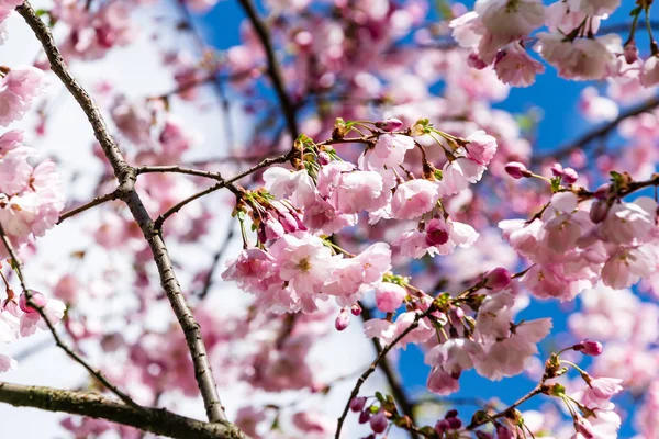 Sakura Flower or Cherry Blossom With Beautiful Nature Background — Stock Photo, Image