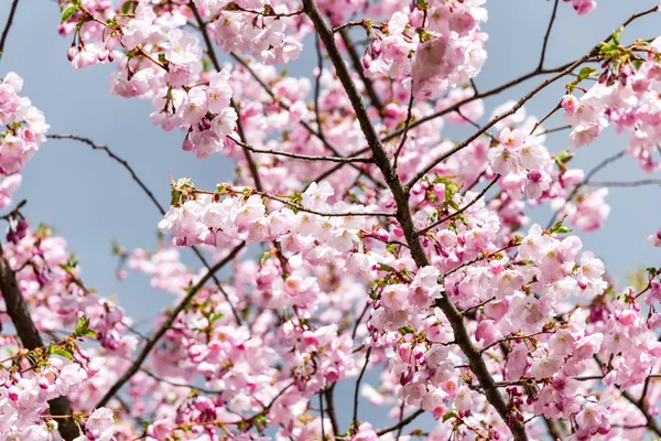 Sakura Flower or Cherry Blossom With Beautiful Nature Background — Stock Photo, Image