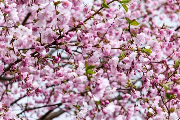 Sakura Flower or Cherry Blossom With Beautiful Nature Background — Stock Photo, Image