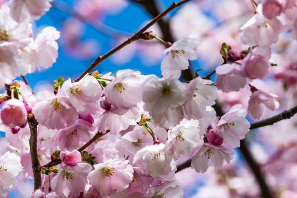 Sakura Flower or Cherry Blossom With Beautiful Nature Background — Stock Photo, Image