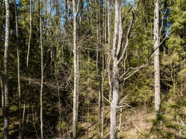 Drone görüntü. alanları ve ormanları ile kırsal bölgenin havadan görünümü