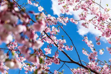 Sakura Çiçeği ya da Kiraz Çiçeği Güzel Doğa Arkaplanı