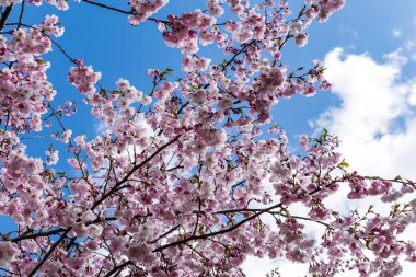 Sakura Çiçeği ya da Kiraz Çiçeği Güzel Doğa Arkaplanı