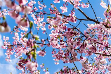 Sakura Çiçeği ya da Kiraz Çiçeği Güzel Doğa Arkaplanı