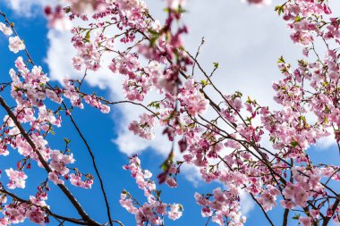 Sakura Çiçeği ya da Kiraz Çiçeği Güzel Doğa Arkaplanı