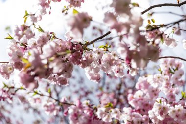 Sakura Çiçeği ya da Kiraz Çiçeği Güzel Doğa Arkaplanı