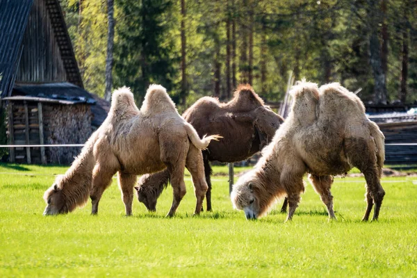 camel walking and feeding in a green field of grass