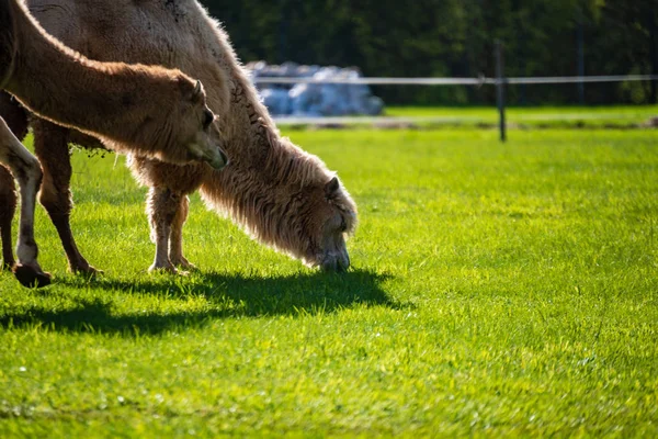 Chameau marche et se nourrit dans un champ vert d'herbe — Photo
