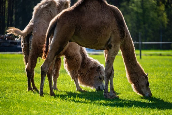 Chameau marche et se nourrit dans un champ vert d'herbe — Photo