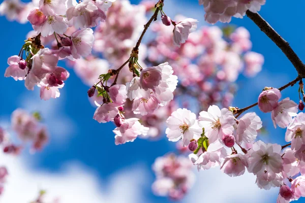 Sakura Flower or Cherry Blossom With Beautiful Nature Background — Stock Photo, Image