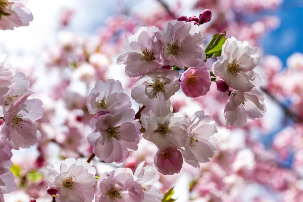 Sakura Flower or Cherry Blossom With Beautiful Nature Background — Stock Photo, Image