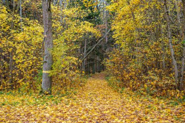 Sonbahar ormanlarında çıplak ağaçlar biraz portakal yaprağı bırakır mı?