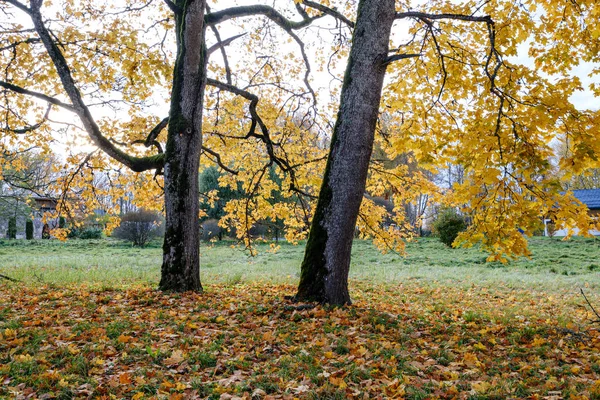 Nackte Bäume im Herbstwald mit orangefarbenen Blättern — Stockfoto
