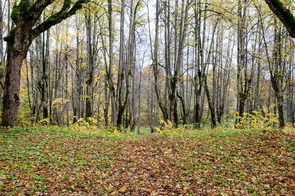 Alberi nudi in autunno foresta woth alcune foglie di arancio a sinistra — Foto Stock