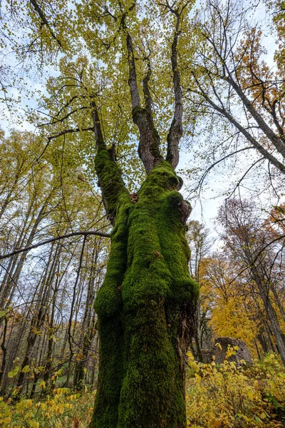 Nahé stromy v podzimním lese s několika oranžovými listy vlevo — Stock fotografie