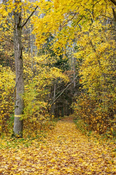 Alberi nudi in autunno foresta woth alcune foglie di arancio a sinistra — Foto Stock
