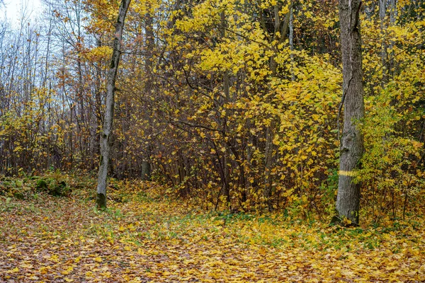 Обнаженные деревья в осеннем лесу оставляют оранжевые листья — стоковое фото