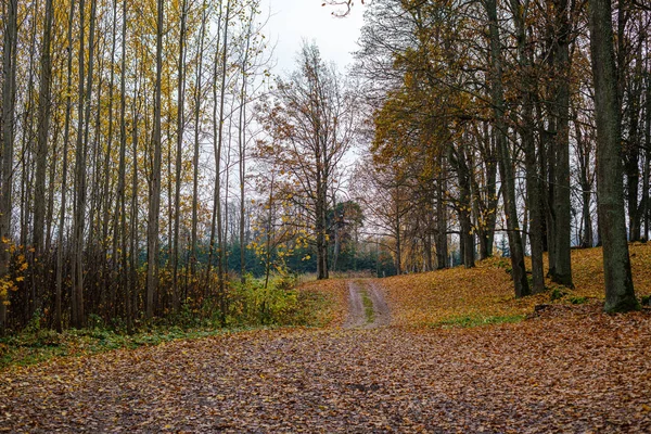 Nahé stromy v podzimním lese s několika oranžovými listy vlevo — Stock fotografie