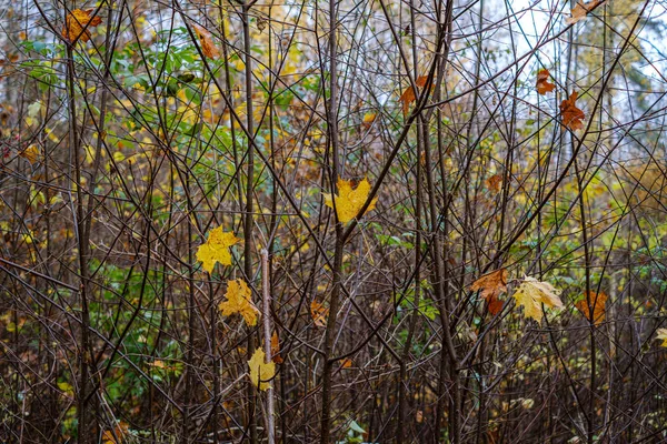 Feuilles d'arbre d'automne orange sur les branches dans les buissons — Photo