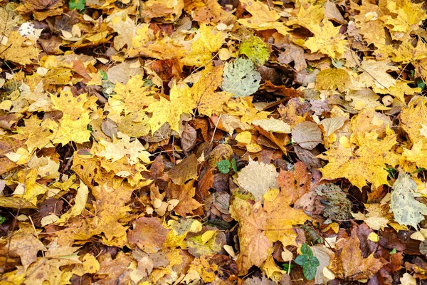 Темно-коричневые осенние листья деревьев на земле — стоковое фото