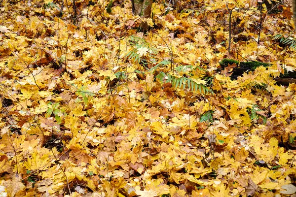 Foglie di albero autunnale marrone scuro a terra — Foto Stock