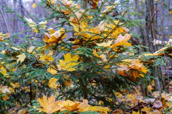Φύλλα πορτοκαλιάς φθινοπωρινής δένδρου στα κλαδιά στους θάμνους — Φωτογραφία Αρχείου