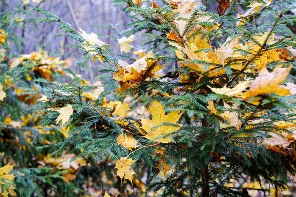 Narancs őszi fa levelek az ágak bokrok — Stock Fotó