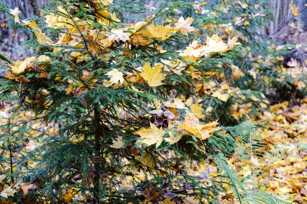 주황 나무숲에 있는 나뭇가지에 잎 이 나와 있다 — 스톡 사진