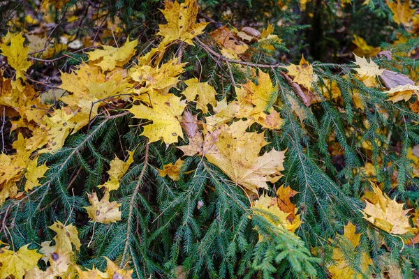 Laranjeira folhas de árvore outonal nos ramos em arbustos — Fotografia de Stock