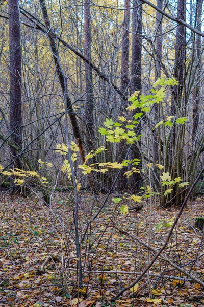树叶落在灌木丛中的树枝上 — 图库照片