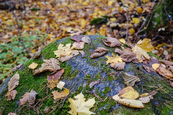 Осенние листья деревьев на большой скале в лесу — стоковое фото