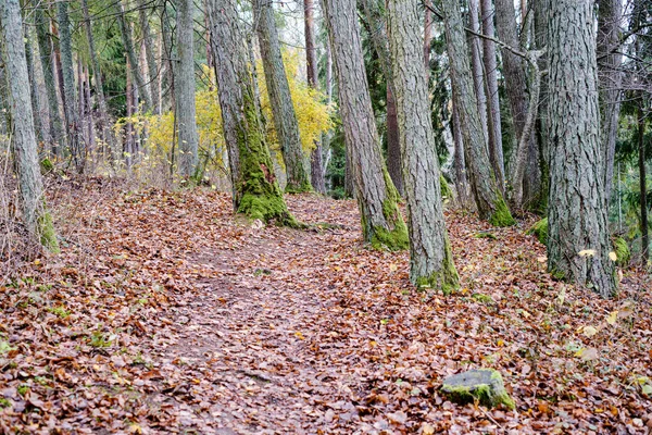 Árboles desnudos en el bosque de otoño con algunas hojas de color naranja izquierda —  Fotos de Stock