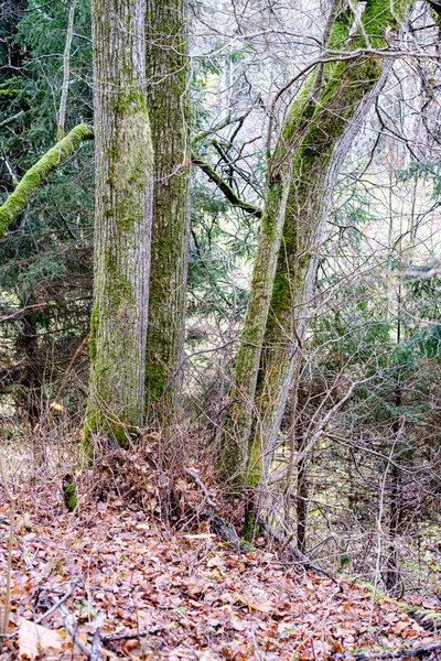 Naakte bomen in de herfst bos woth wat oranje bladeren links — Stockfoto