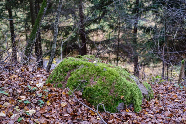 Hojas de árboles de color otoñal en roca grande en el bosque — Foto de Stock