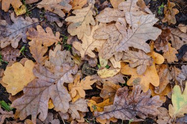Koyu kahverengi sonbahar ağacı yaprakları yerde.