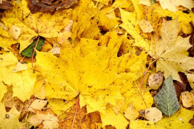 yerde portakal ağacı yaprakları