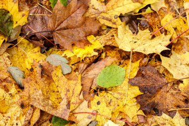 yerde portakal ağacı yaprakları