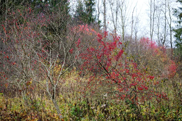 Bayas rojas en ramas desnudas de árboles de otoño — Foto de Stock