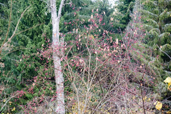 Bagas vermelhas em ramos nus de árvores de outono — Fotografia de Stock