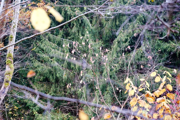 树叶落在灌木丛中的树枝上 — 图库照片