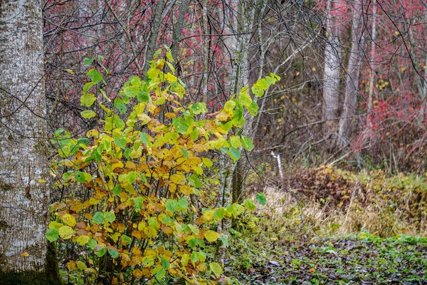 Oranje herfstboom bladeren op de takken in struiken — Stockfoto